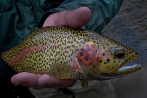 Fly fishing on the Pere Marquette River, Muskegon River and Manistee River.