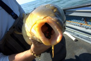 Lake Michigan smallmouth bass and carp