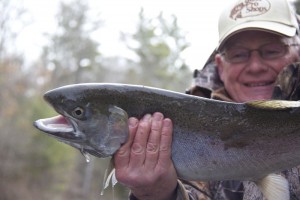 Salmon, trout and steelhead on the Pere Marquette River.