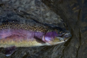 Fly patterns for salmon, trout and steelhead fly fishing.