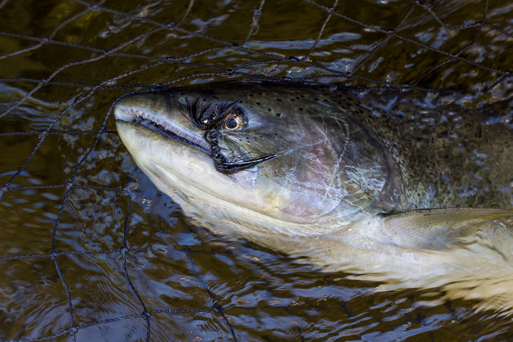 20150923-fly fishing salmon